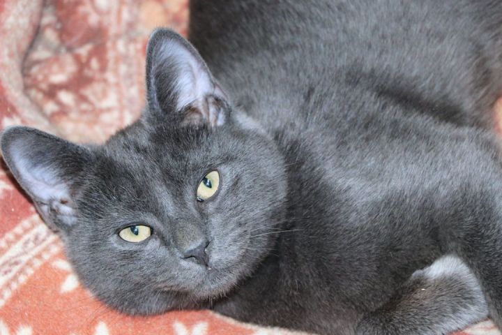 Zion, an adopted Domestic Short Hair in Cincinnati, OH_image-1