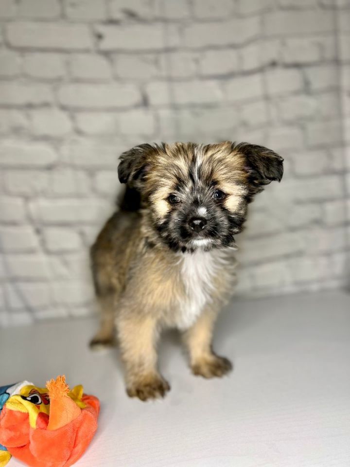Cookie, an adopted Yorkshire Terrier & Brussels Griffon Mix in San Bernardino, CA_image-5