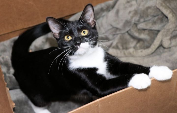Mantis, an adopted Tuxedo & Domestic Short Hair Mix in Cincinnati, OH_image-2