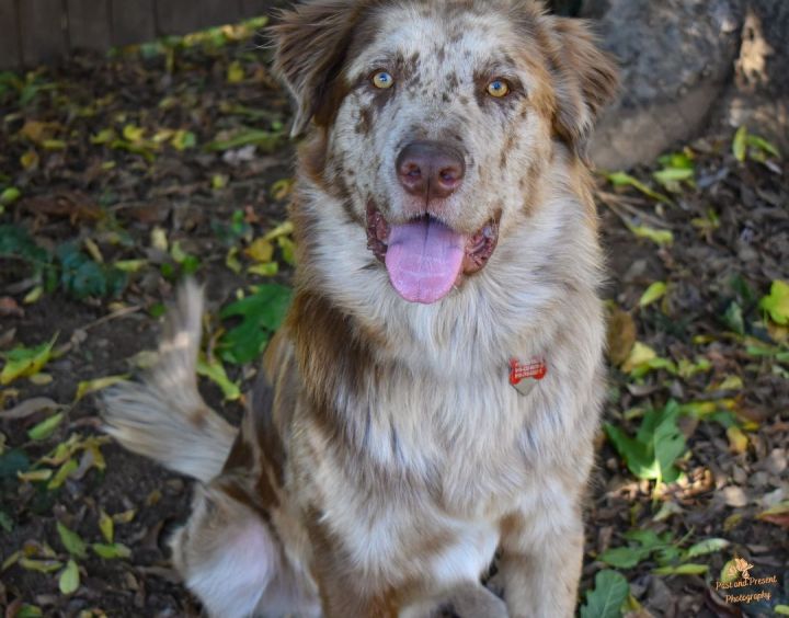 Harvest Gold, an adoptable Great Pyrenees & Catahoula Leopard Dog Mix in Kiowa, OK_image-6