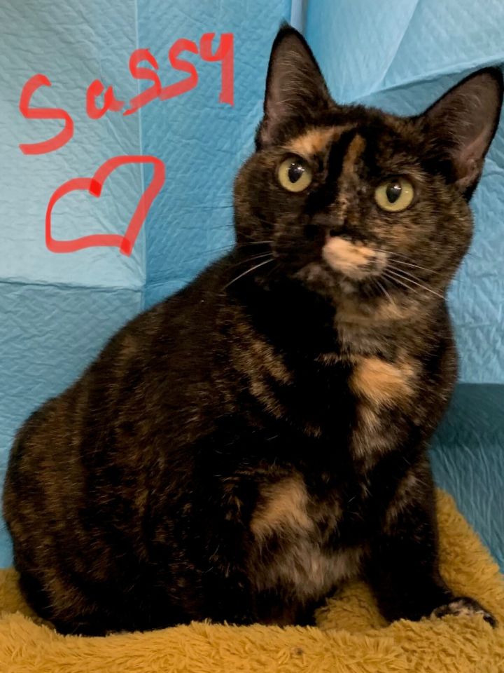 Cat for adoption - Sassy, a Tortoiseshell in Dallas, TX | Petfinder