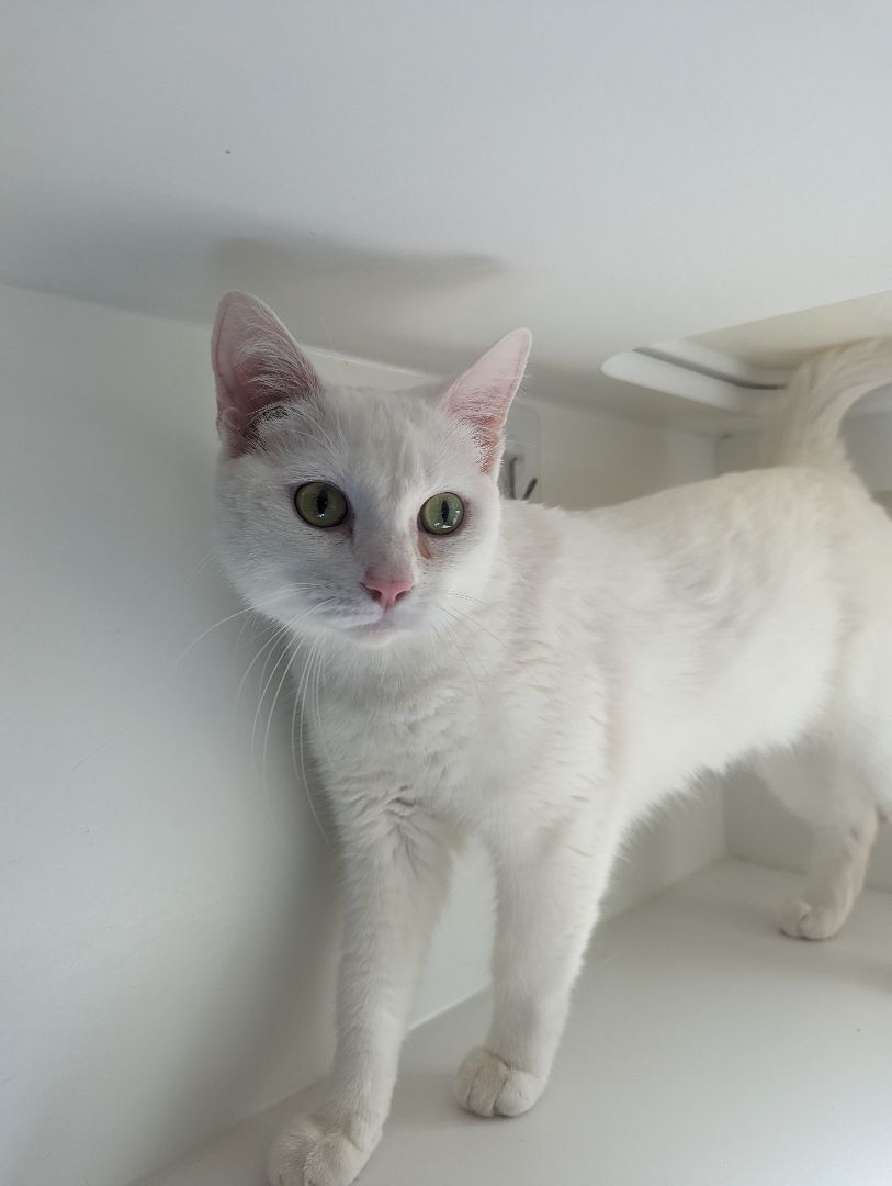 Snowflake, an adoptable Domestic Short Hair in Divide, CO, 80814 | Photo Image 1