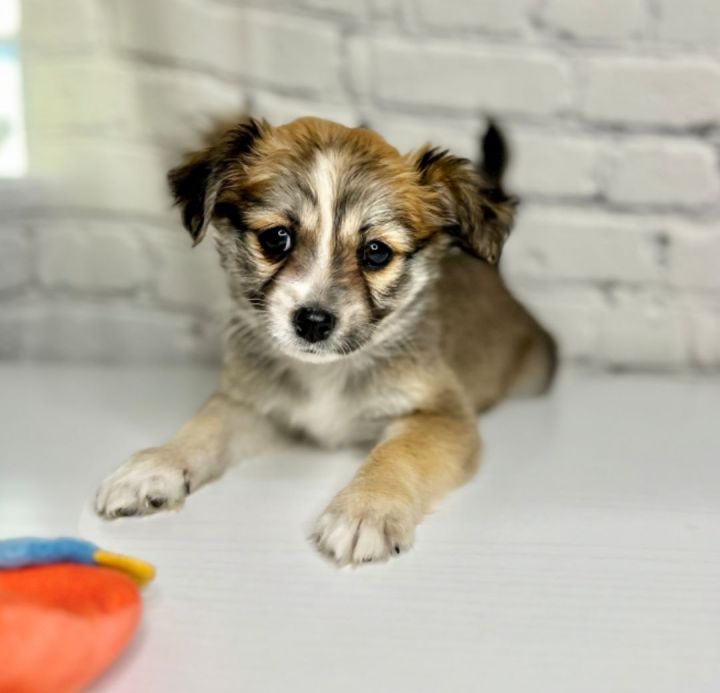 Biscuit , an adopted Fox Terrier & Yorkshire Terrier Mix in San Bernardino, CA_image-1