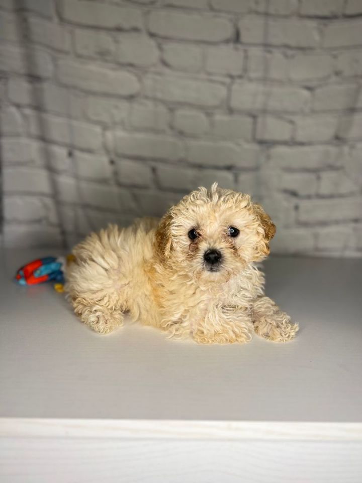 Ruby, an adopted Poodle & Maltese Mix in San Bernardino, CA_image-1