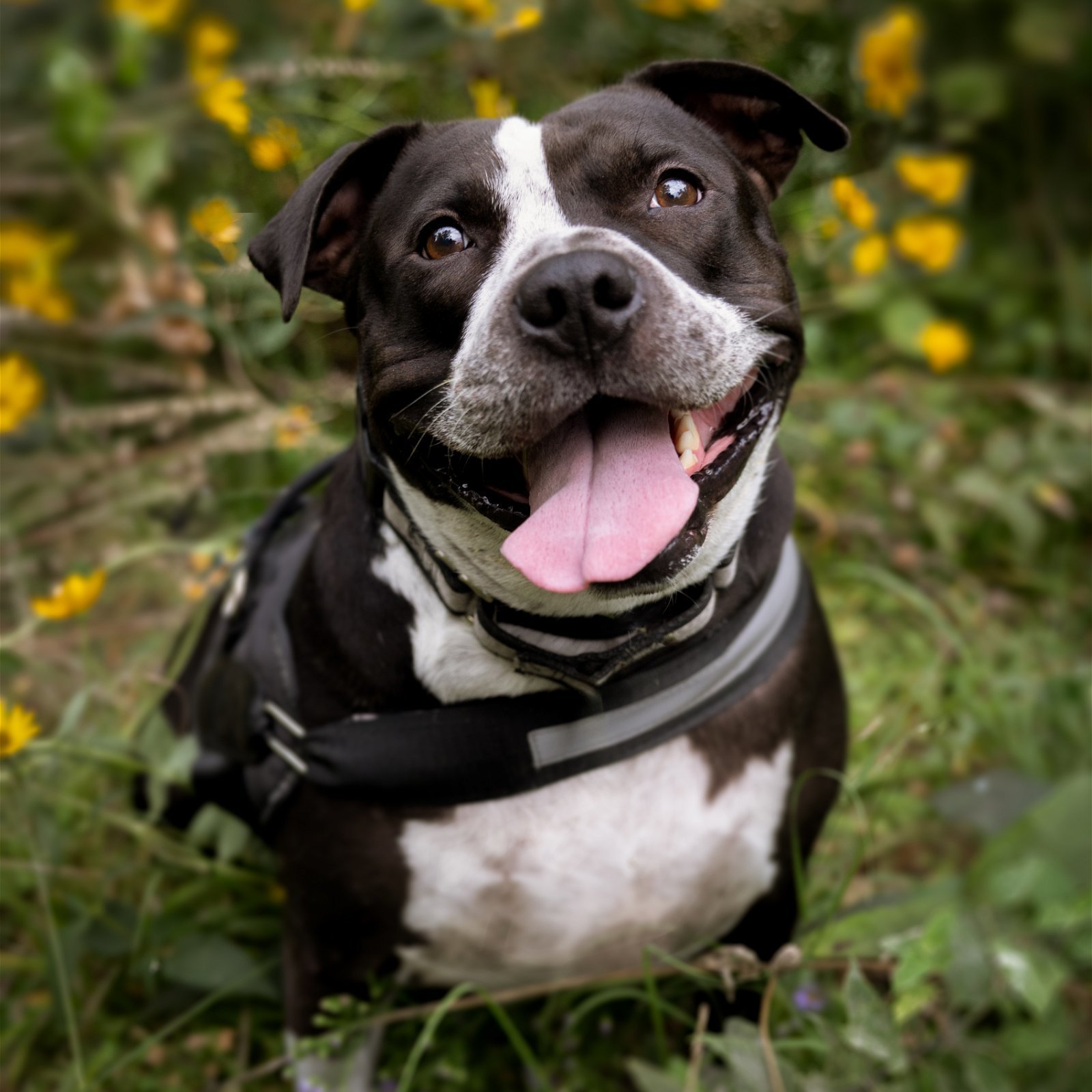 Ace Odin, an adoptable American Staffordshire Terrier, American Bulldog in Minneapolis, MN, 55404 | Photo Image 1