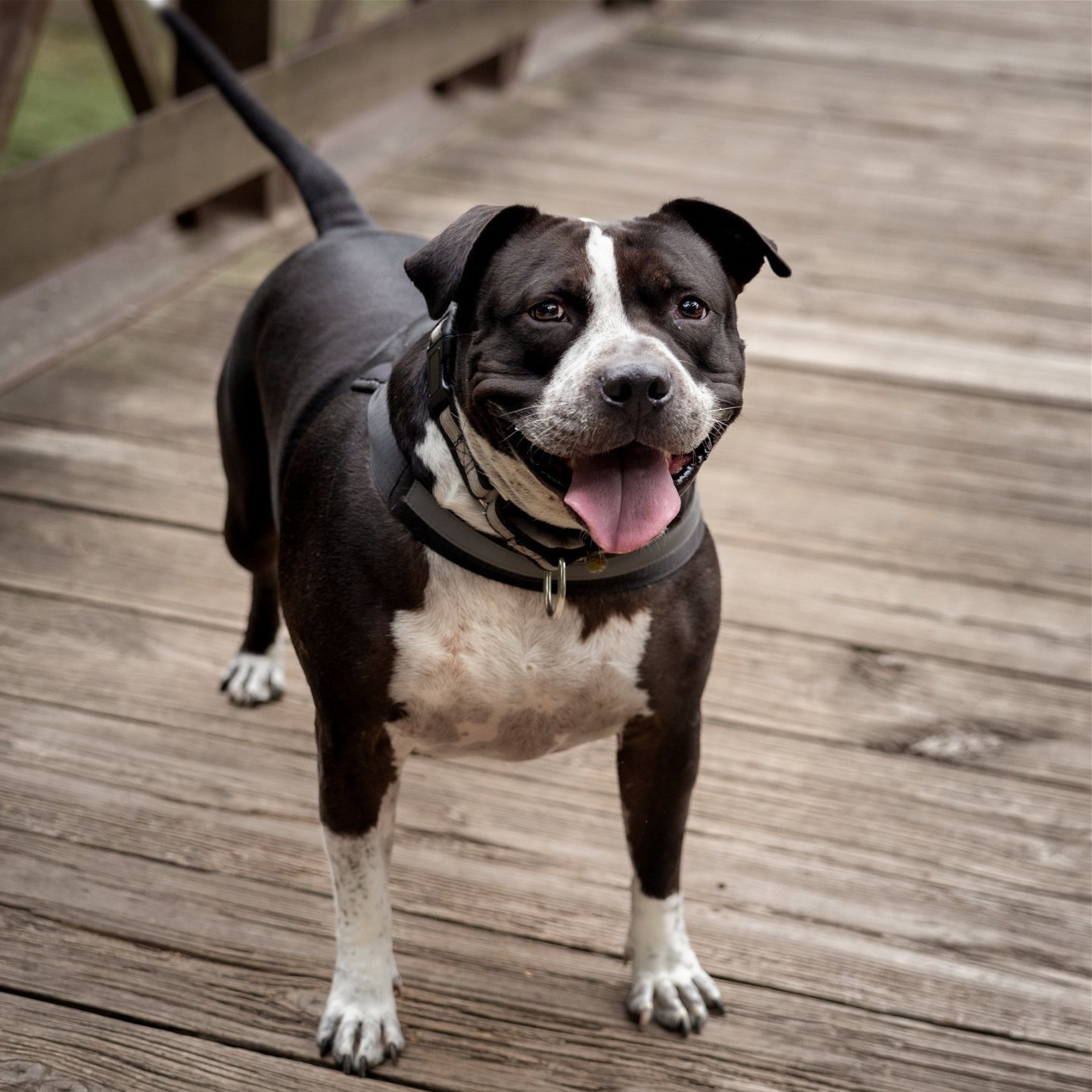 Ace Odin, an adoptable American Staffordshire Terrier, American Bulldog in Minneapolis, MN, 55404 | Photo Image 3