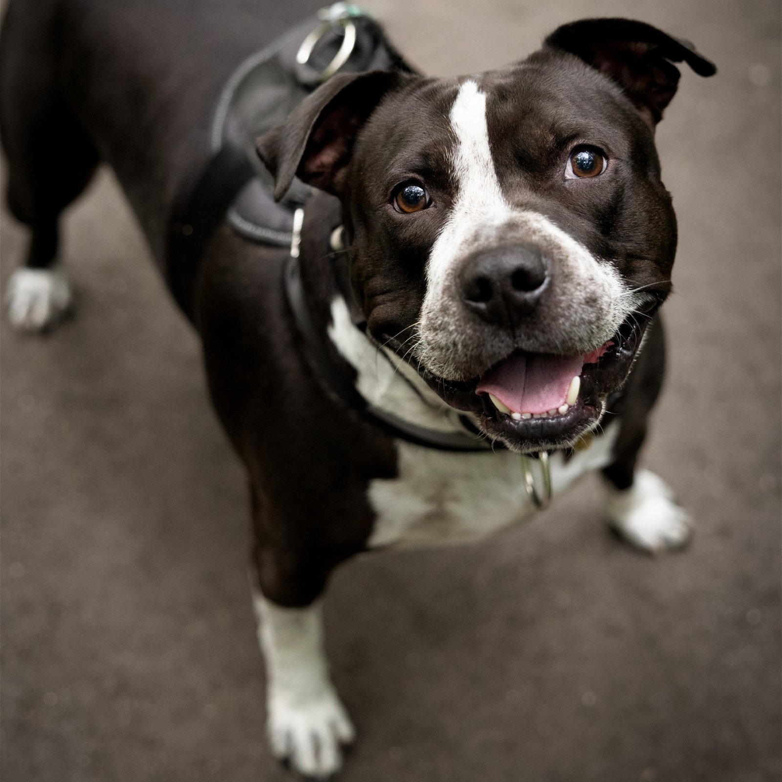 Ace Odin, an adoptable American Staffordshire Terrier, American Bulldog in Minneapolis, MN, 55404 | Photo Image 4