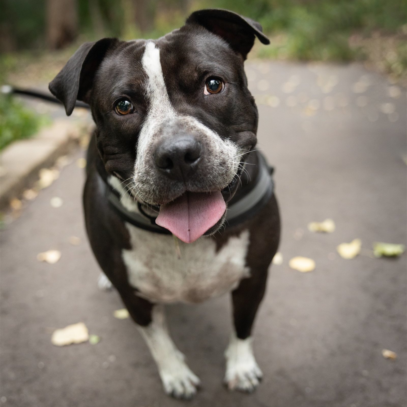 Ace Odin, an adoptable American Staffordshire Terrier, American Bulldog in Minneapolis, MN, 55404 | Photo Image 6