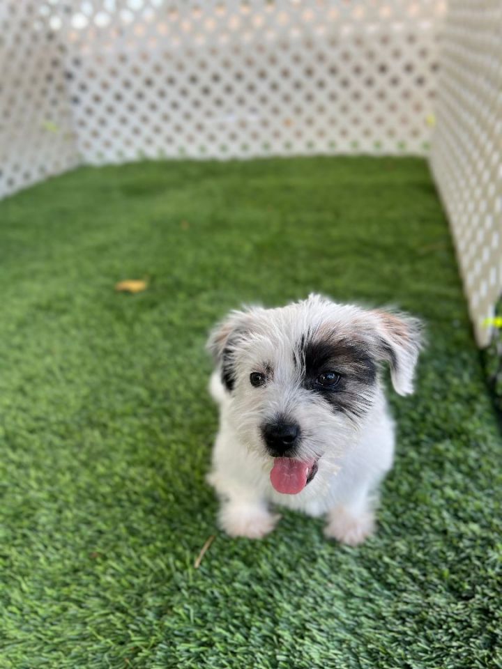 Monica, an adopted Maltipoo & Wirehaired Terrier Mix in San Bernardino, CA_image-2