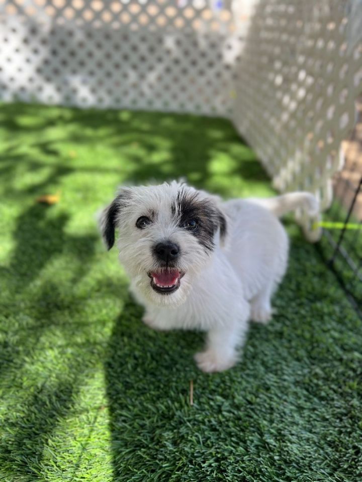 Monica, an adopted Maltipoo & Wirehaired Terrier Mix in San Bernardino, CA_image-5