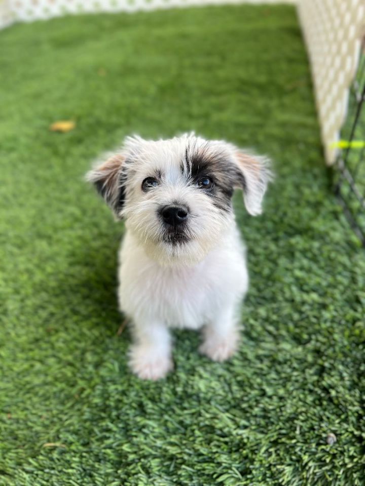 Monica, an adopted Maltipoo & Wirehaired Terrier Mix in San Bernardino, CA_image-1