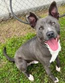LOGAN's profile on Petfinder.com
