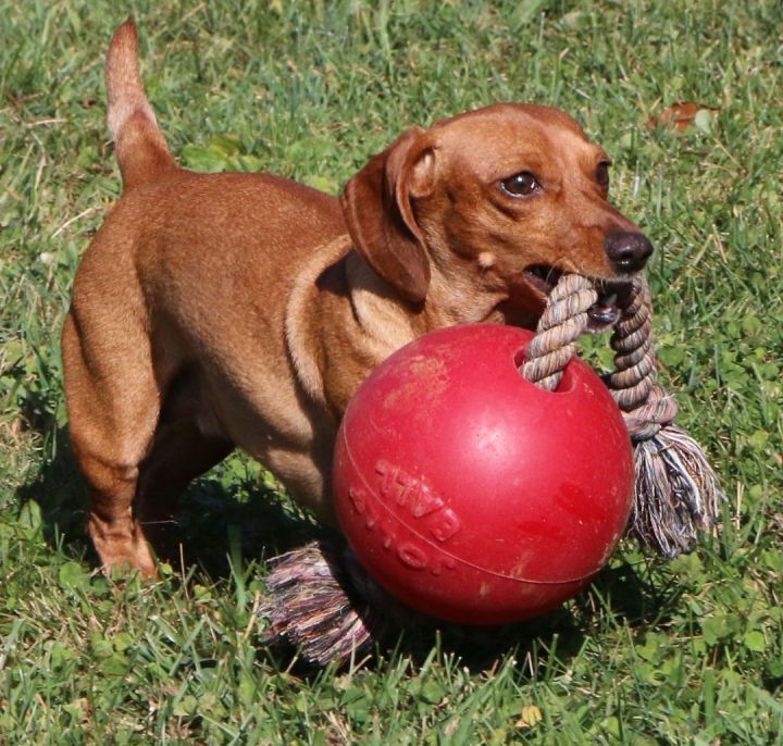 Penny, an adopted Dachshund Mix in Charles Town, WV_image-5