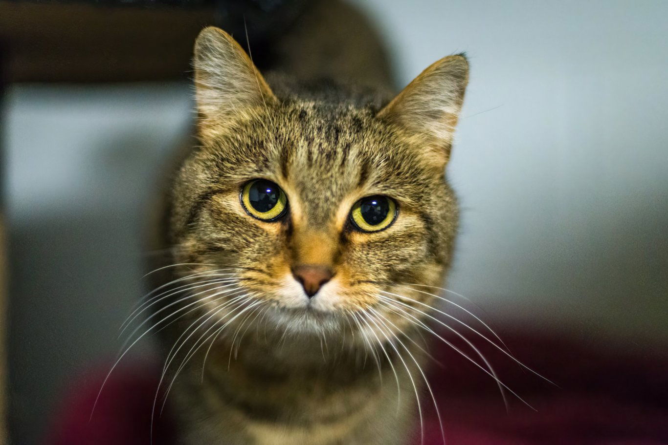 Pumpkin Pie, an adoptable Domestic Short Hair in Stafford, VA, 22554 | Photo Image 1