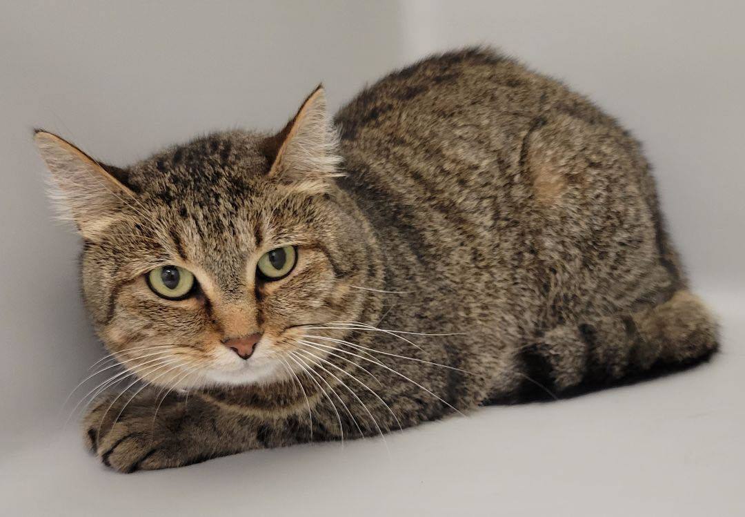 Pumpkin Pie, an adoptable Domestic Short Hair in Stafford, VA, 22554 | Photo Image 2