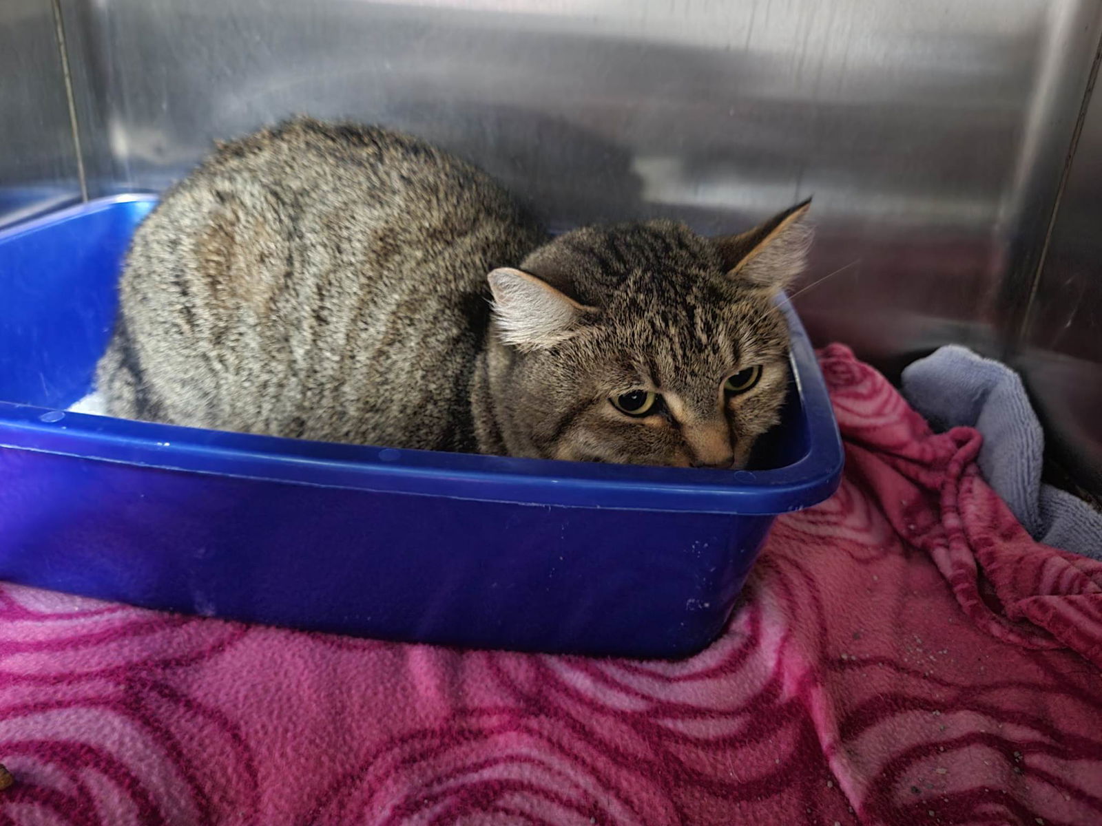 Pumpkin Pie, an adoptable Domestic Short Hair in Stafford, VA, 22554 | Photo Image 3