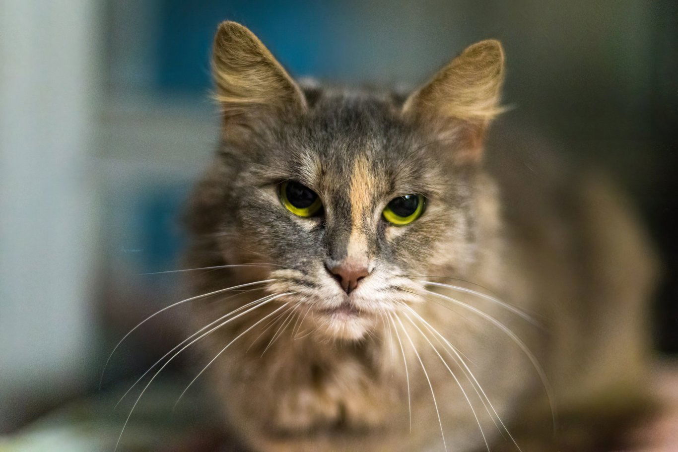 Corn Bread, an adoptable Domestic Long Hair in Stafford, VA, 22554 | Photo Image 1
