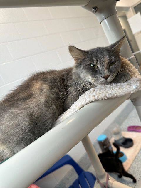 Corn Bread, an adoptable Domestic Long Hair in Stafford, VA, 22554 | Photo Image 2