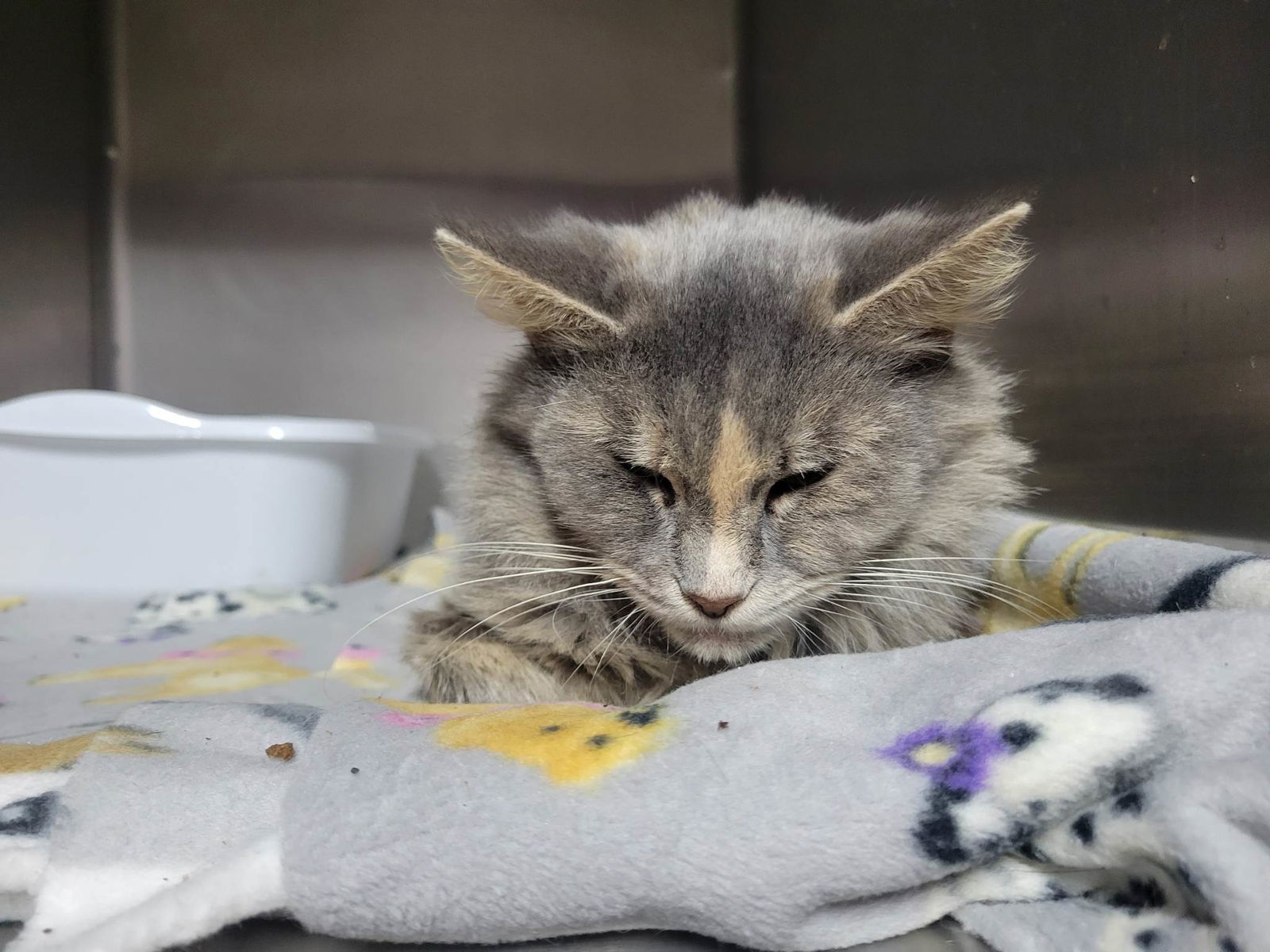 Corn Bread, an adoptable Domestic Long Hair in Stafford, VA, 22554 | Photo Image 3