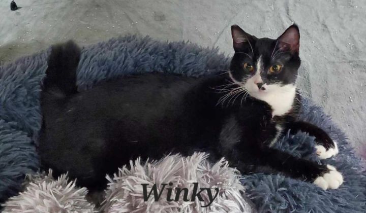 Winky, an adoptable Tuxedo in Irwin, PA_image-2