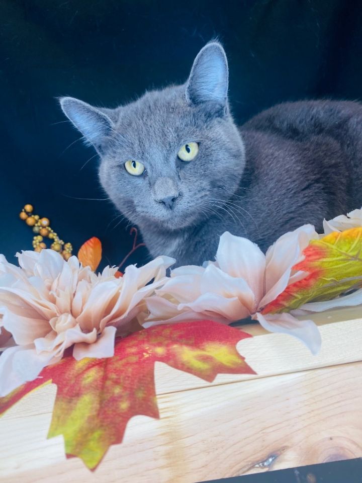 SIMBA, an adoptable Domestic Short Hair in Wintersville, OH_image-3
