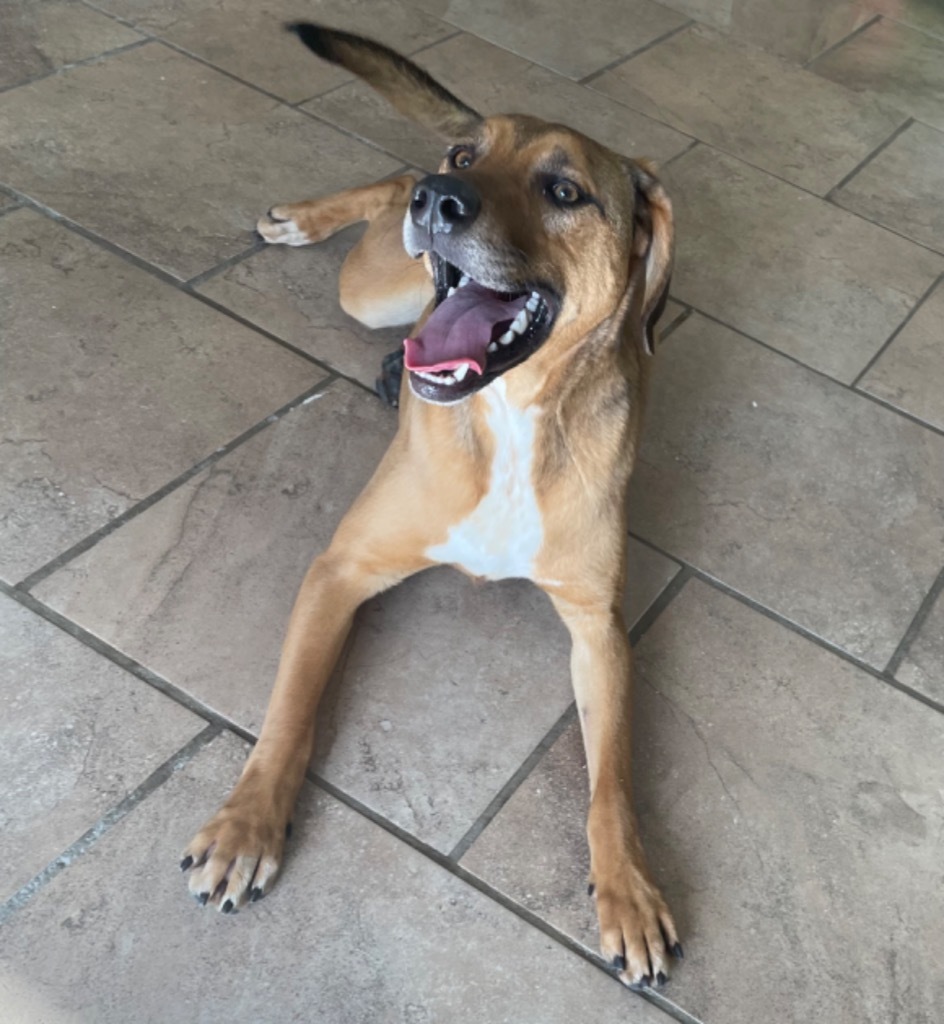 Chucky, an adoptable Hound, Beagle in Batesville, AR, 72501 | Photo Image 1