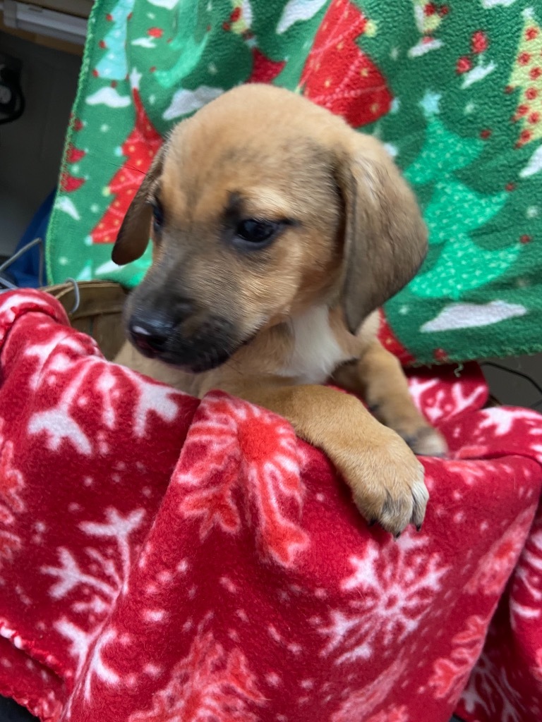 Chucky, an adoptable Hound, Beagle in Batesville, AR, 72501 | Photo Image 2