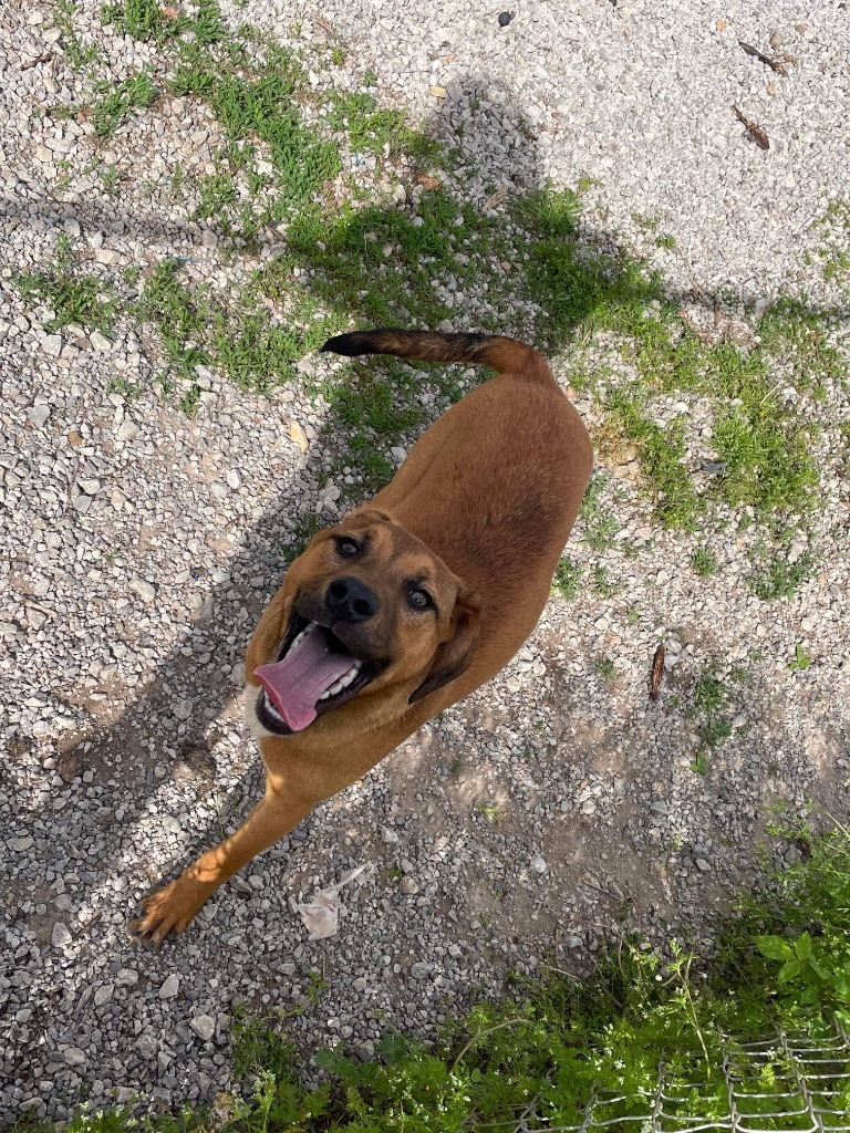 Chucky, an adoptable Hound, Beagle in Batesville, AR, 72501 | Photo Image 3