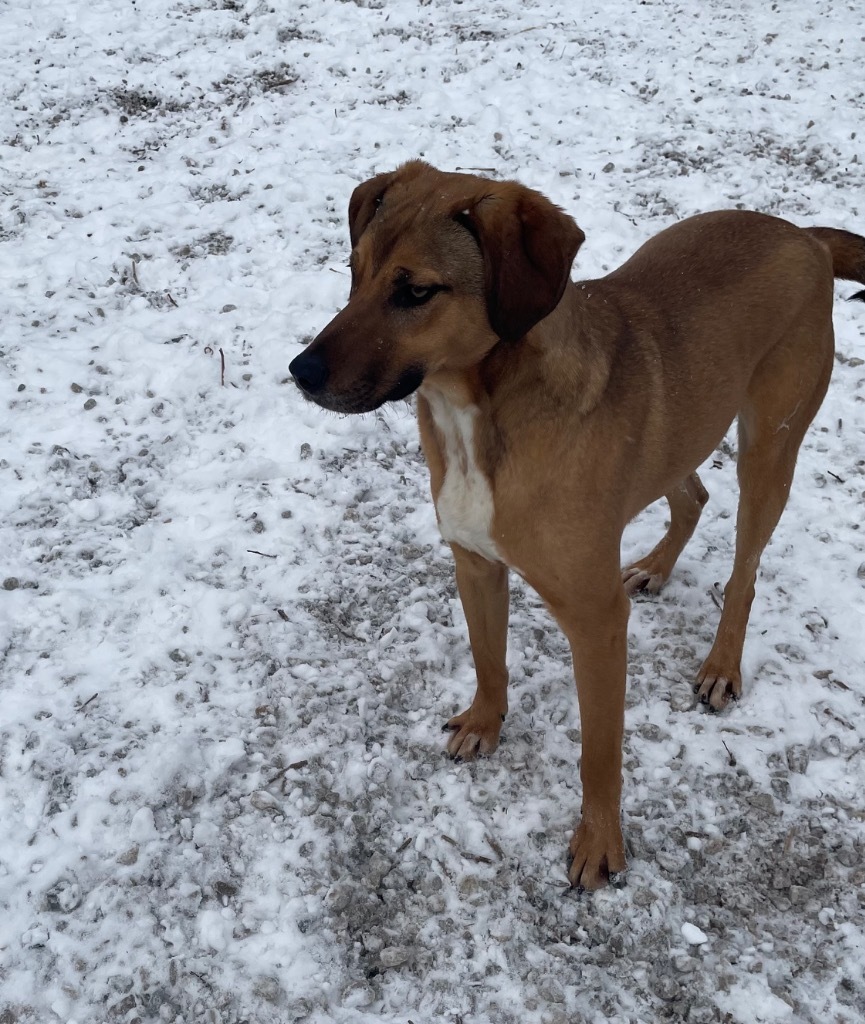 Chucky, an adoptable Hound, Beagle in Batesville, AR, 72501 | Photo Image 4