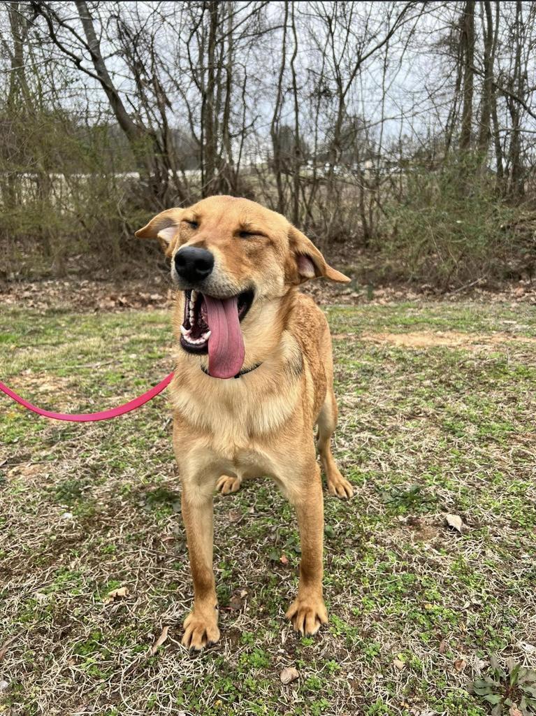 Teller, an adoptable Shepherd in Batesville, AR, 72501 | Photo Image 1