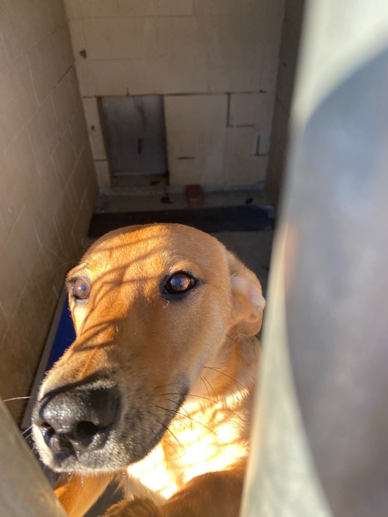 Teller, an adoptable Shepherd in Batesville, AR, 72501 | Photo Image 2