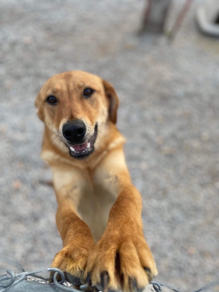 Teller, an adoptable Shepherd in Batesville, AR, 72501 | Photo Image 3