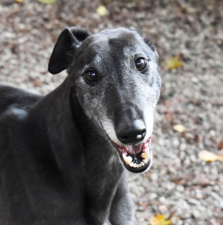 Dog for adoption - Oscar, a Greyhound in Ware, MA | Petfinder
