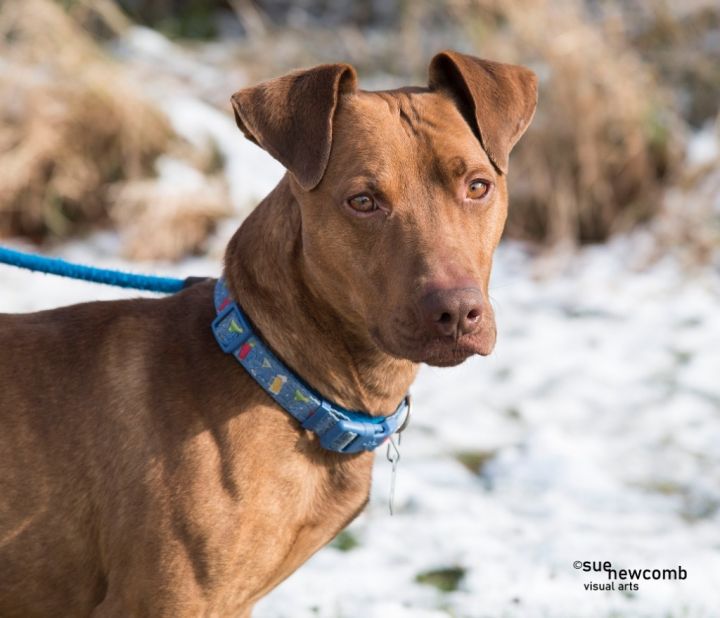 Leo, an adoptable American Staffordshire Terrier & Basset Hound Mix in Shorewood, IL_image-3