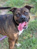 FIOLLA's profile on Petfinder.com