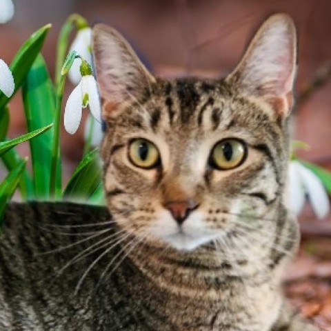 Humboldt, an adoptable Domestic Short Hair in Brighton, MO, 65617 | Photo Image 1