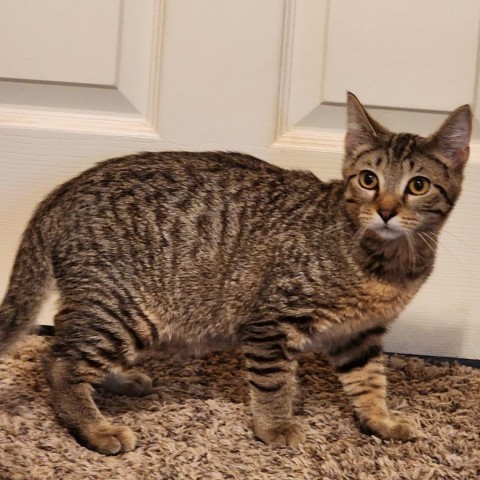 Humboldt, an adoptable Domestic Short Hair in Brighton, MO, 65617 | Photo Image 3