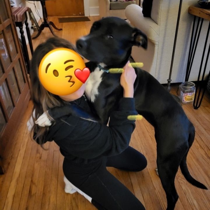 Plum, an adoptable Labrador Retriever Mix in Rochester, NY_image-5
