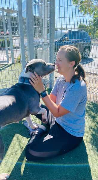 Dog for adoption - Peekaboo, an American Staffordshire Terrier Mix in Grass  Valley, CA