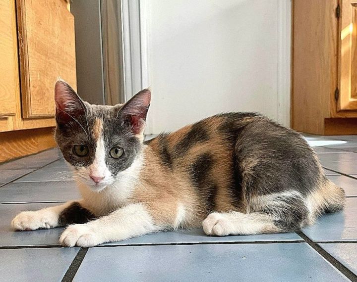 Pixie, an adoptable Dilute Calico & Domestic Short Hair Mix in Covina, CA_image-1