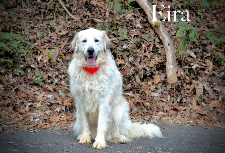 Eira, an adoptable Great Pyrenees Mix in Sevierville, TN_image-1