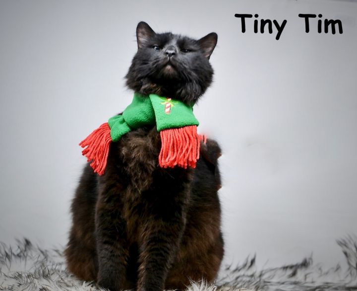Tiny Tim, an adoptable Domestic Long Hair in Sevierville, TN_image-1