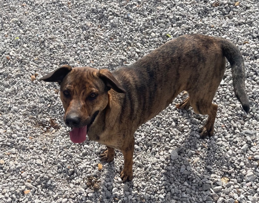 Trident, an adoptable Hound in Batesville, AR, 72501 | Photo Image 1