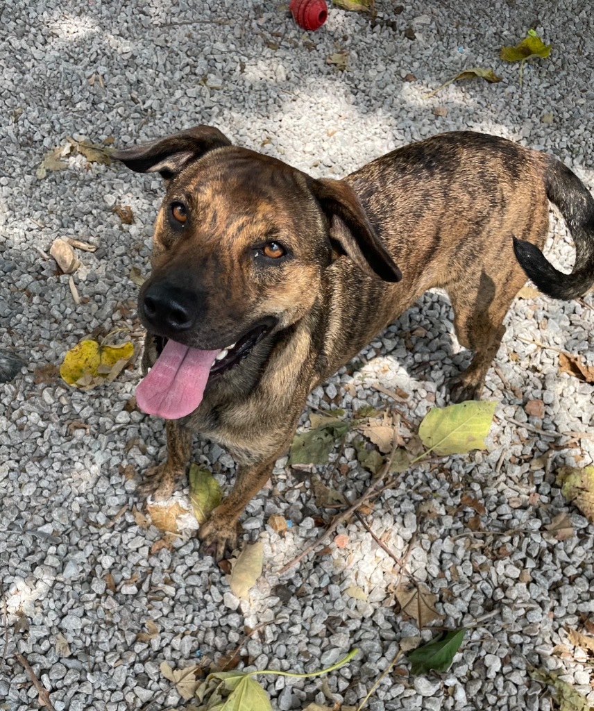 Trident, an adoptable Hound in Batesville, AR, 72501 | Photo Image 1