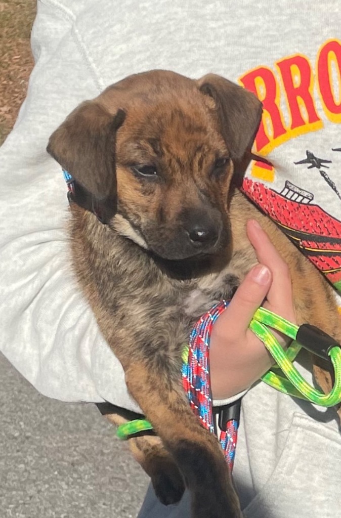 Trident, an adoptable Hound in Batesville, AR, 72501 | Photo Image 2