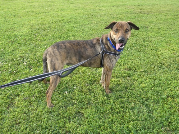 Trident, an adoptable Hound in Batesville, AR, 72501 | Photo Image 5