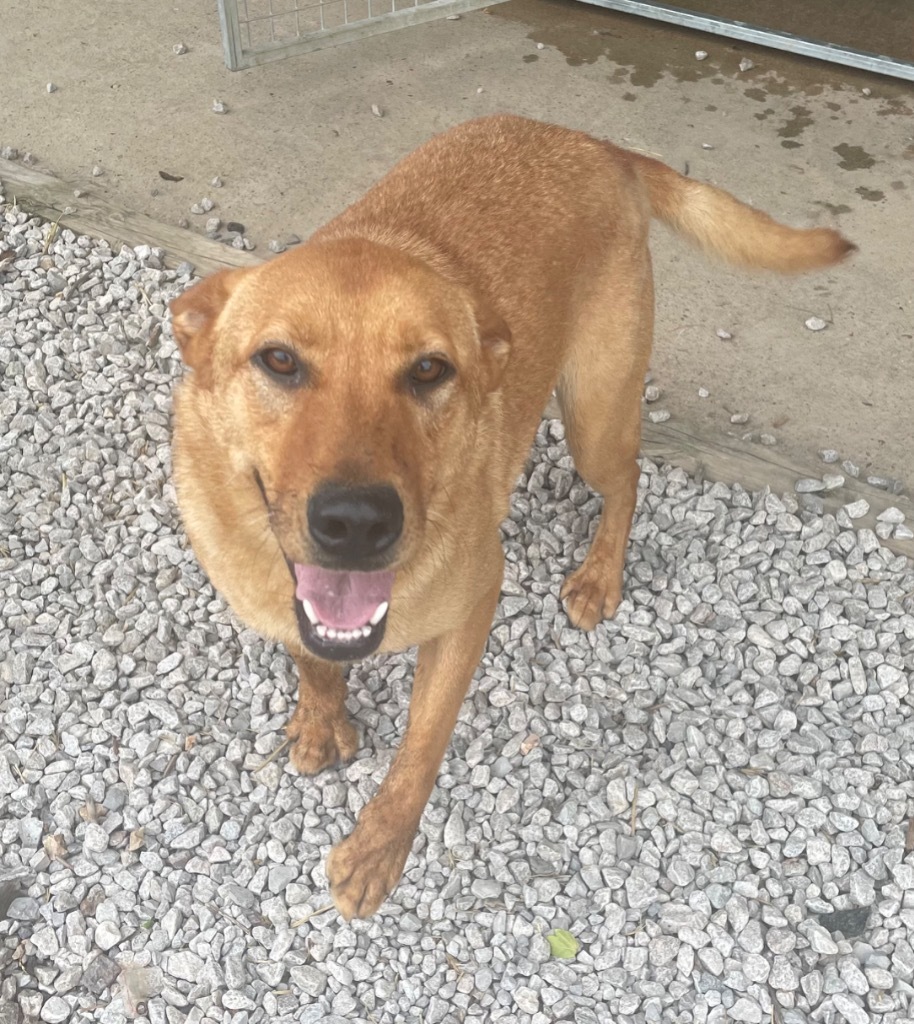 Houdini, an adoptable Shepherd in Batesville, AR, 72501 | Photo Image 1