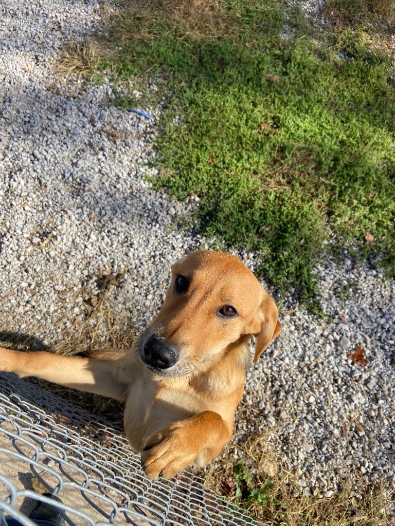 Houdini, an adoptable Shepherd in Batesville, AR, 72501 | Photo Image 2