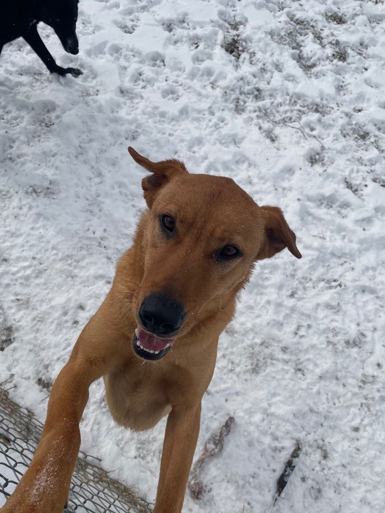 Houdini, an adoptable Shepherd in Batesville, AR, 72501 | Photo Image 3