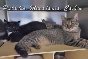 Pistachio-Macadamia-Cashew